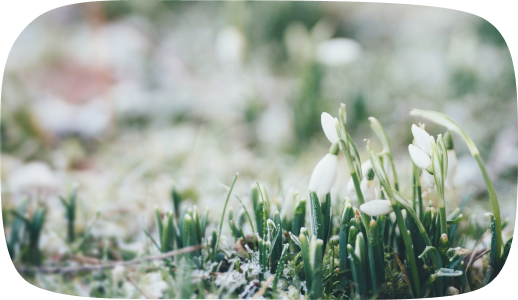 Winter’s Last Breath: Seasonal Reset